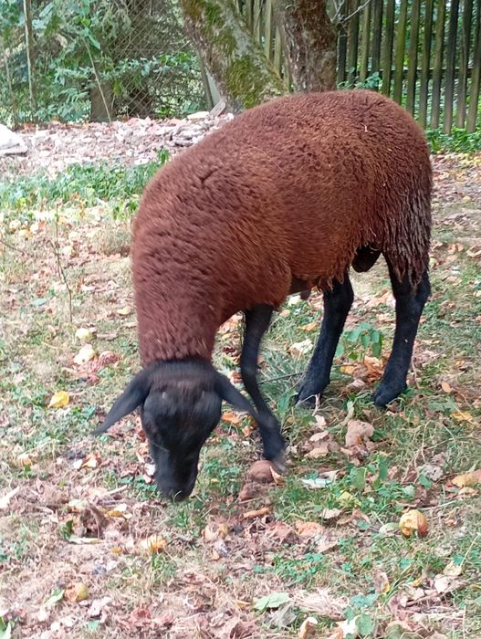 Sprzedam baranka tryczka dorper- czarnogłówka