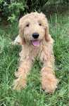 Goldendoodle F1/badania