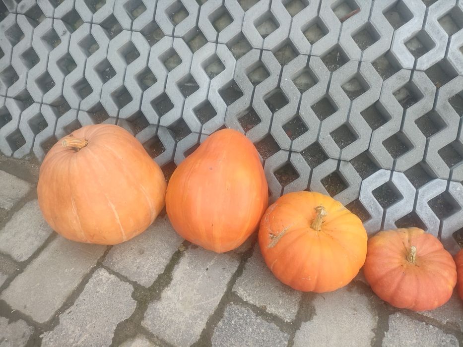 Witam.Sprzedam dynie