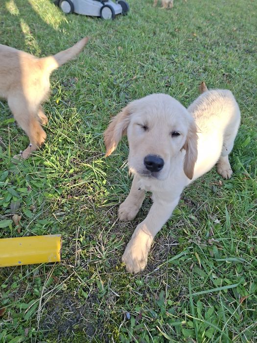 Golden Retriever piesek