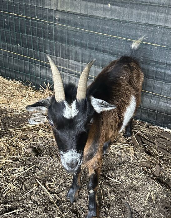 Troco cabrita anã femea (3 anos) por cabrito macho, 6 a 12 meses