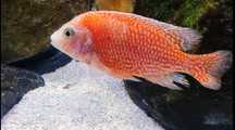 Aulonocara Dragon Blood Macho