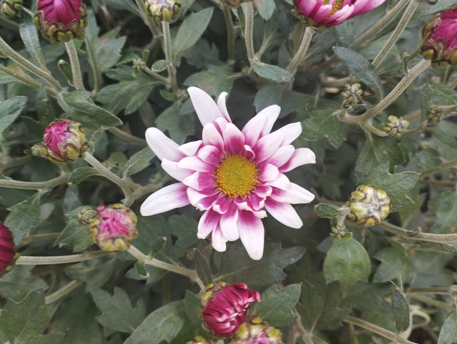 Хризантема мульфлора