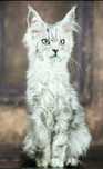 Piękna kotka maine coon