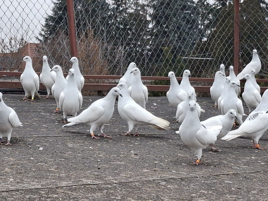 Lot Gołębi! Jasne bez kuprów.