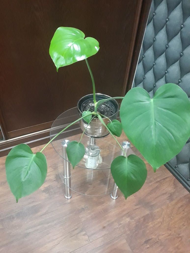 Monstera kwiat doniczkowy