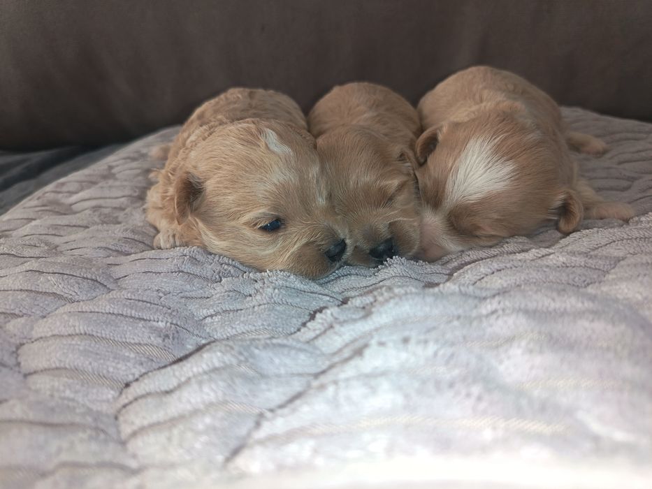 Maltipoo F1 piesek piekny