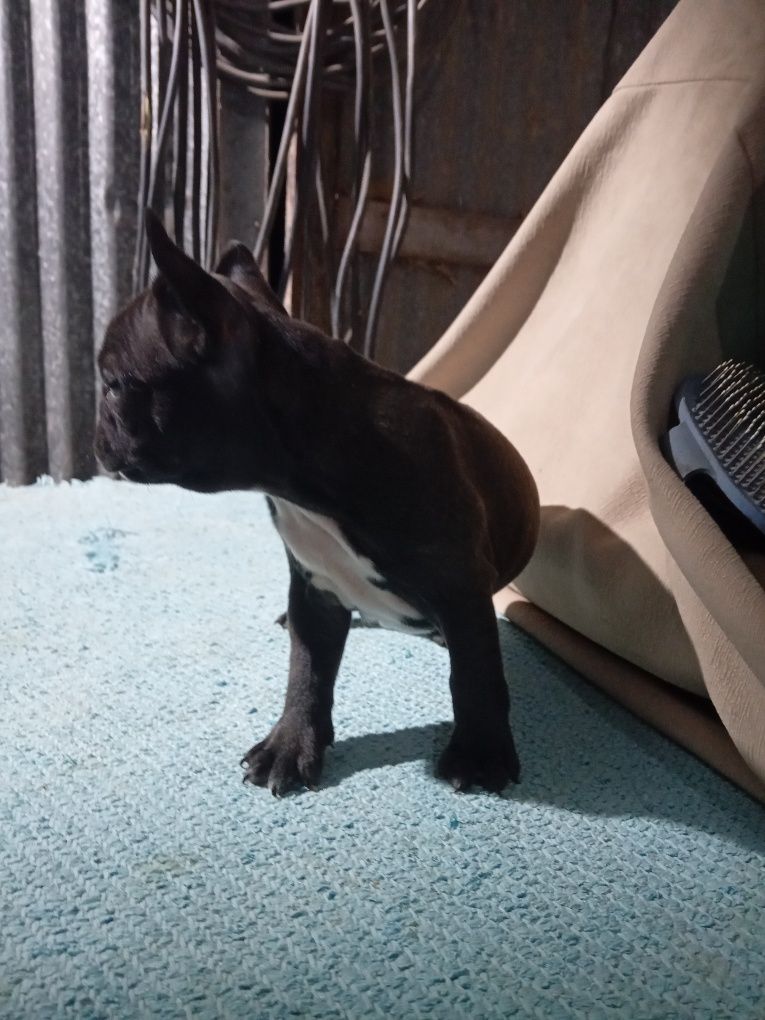 Bulldogue francês  femea tigrada