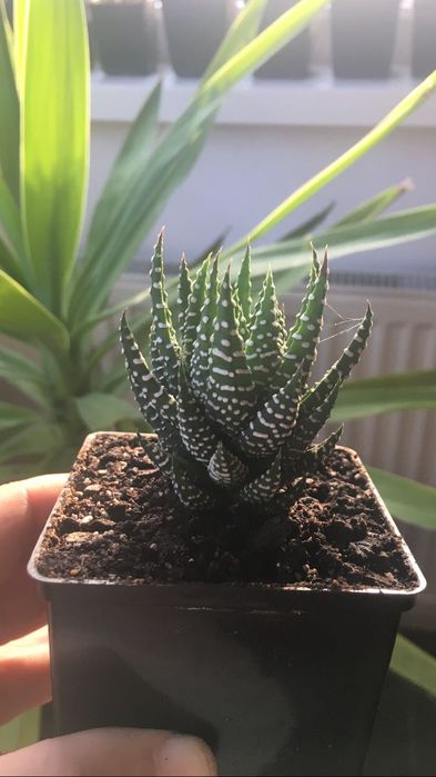 Haworthia fasciata