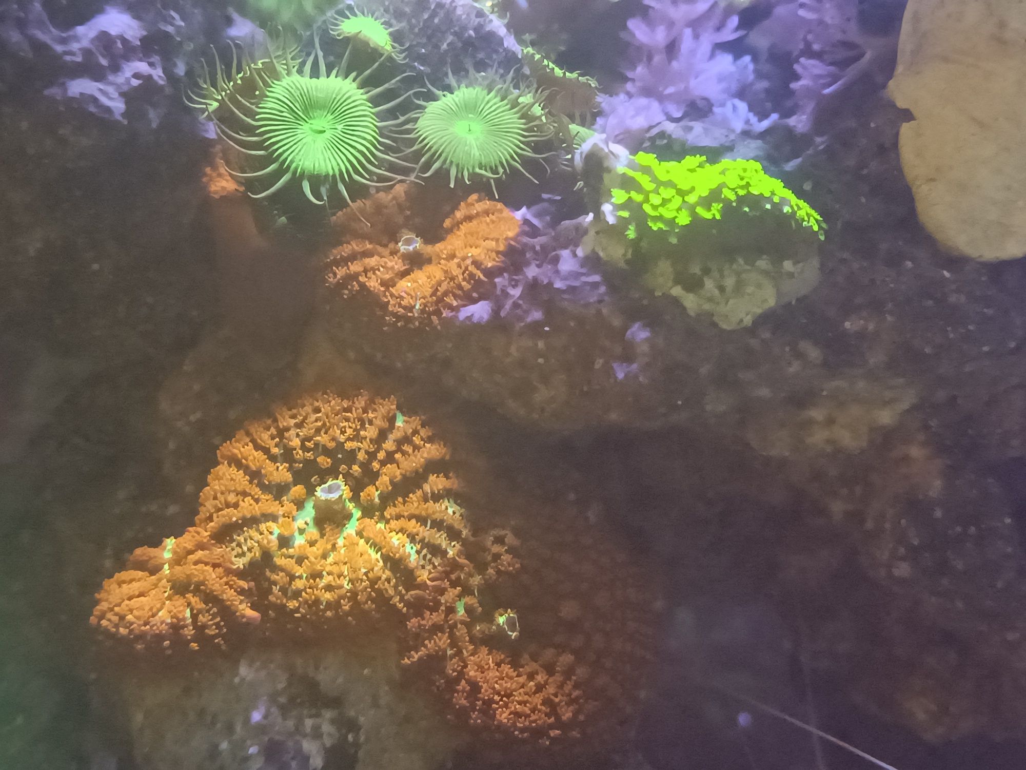 Rhodactis grzybek akwarium morskie