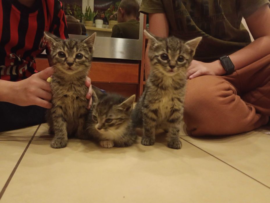 Oddam małe koty w dobre ręce