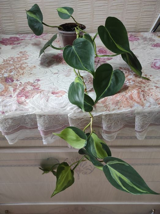 Сциндапсус, епіпремнум, кімнатні рослини,ліана