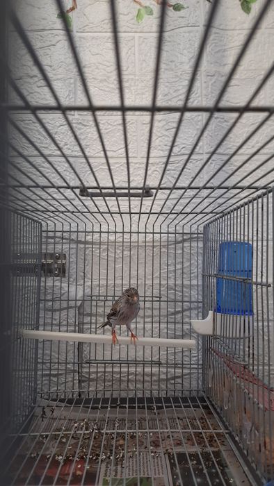 Fêmea agata vermelho mosaico