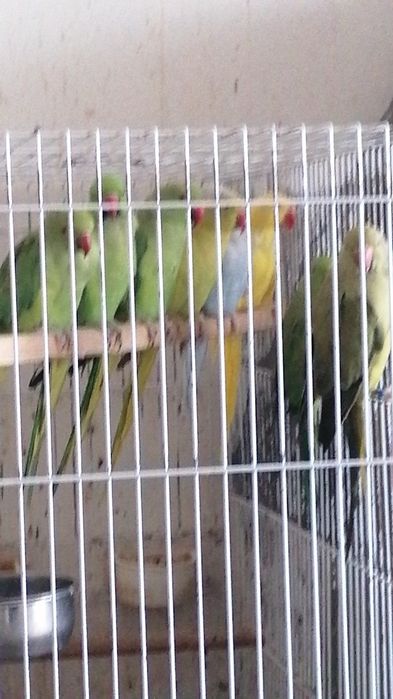 Aves Ring Neck 2020, 2023 e Loris 2020