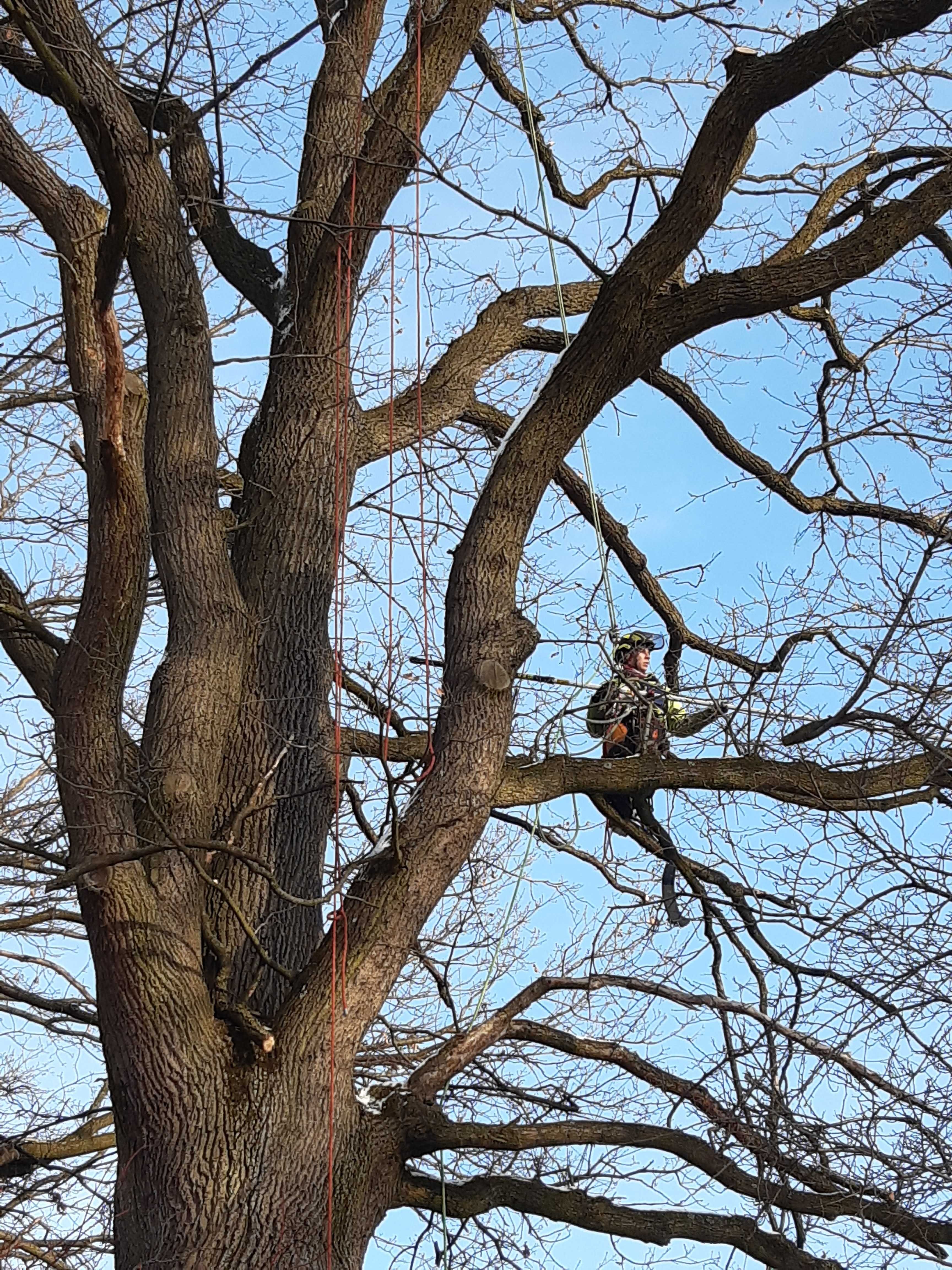 Wycinka i pielęgnacja drzew metodą alpinistyczną