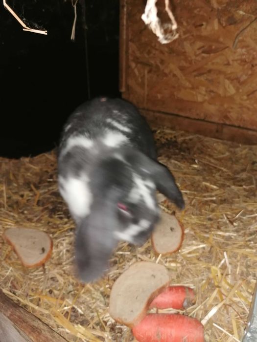 Sprzedam barany francuskie