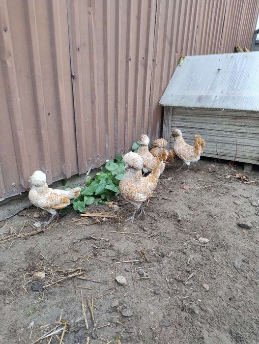 Czubatka wielbłądzia