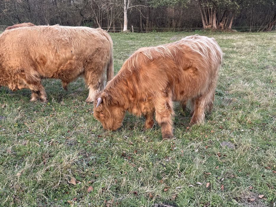 Bydło Szkockie Highland Cattle