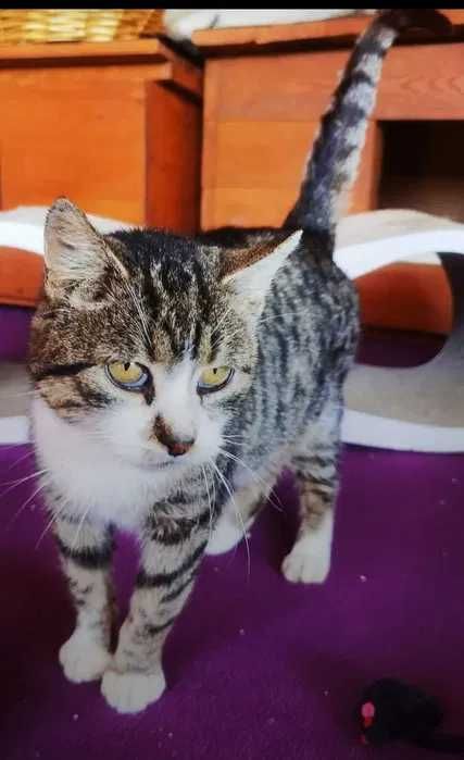 Mądry kocur Teoś czeka na swojego człowieka