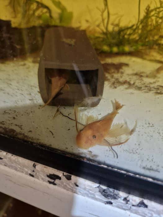 Dorosle Glonojady Red