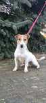 Jack Russell terrier
