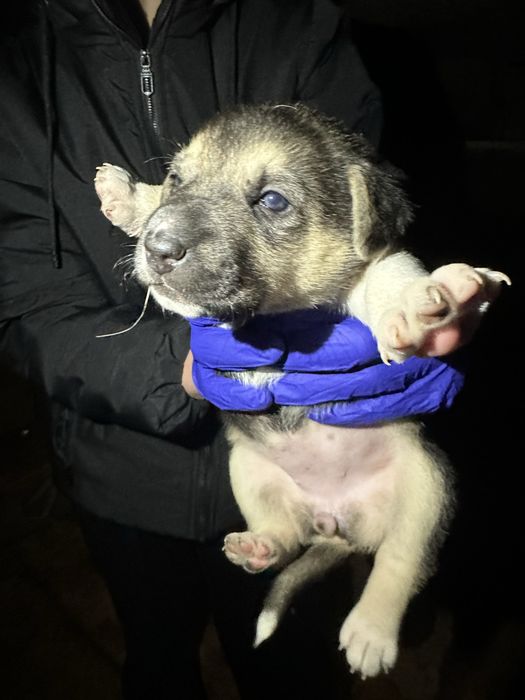 Їх до неділі треба забрати звідти