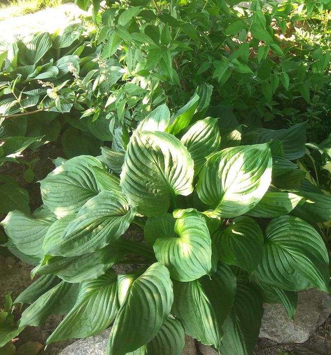 стахис, хосты,  птицемлечник