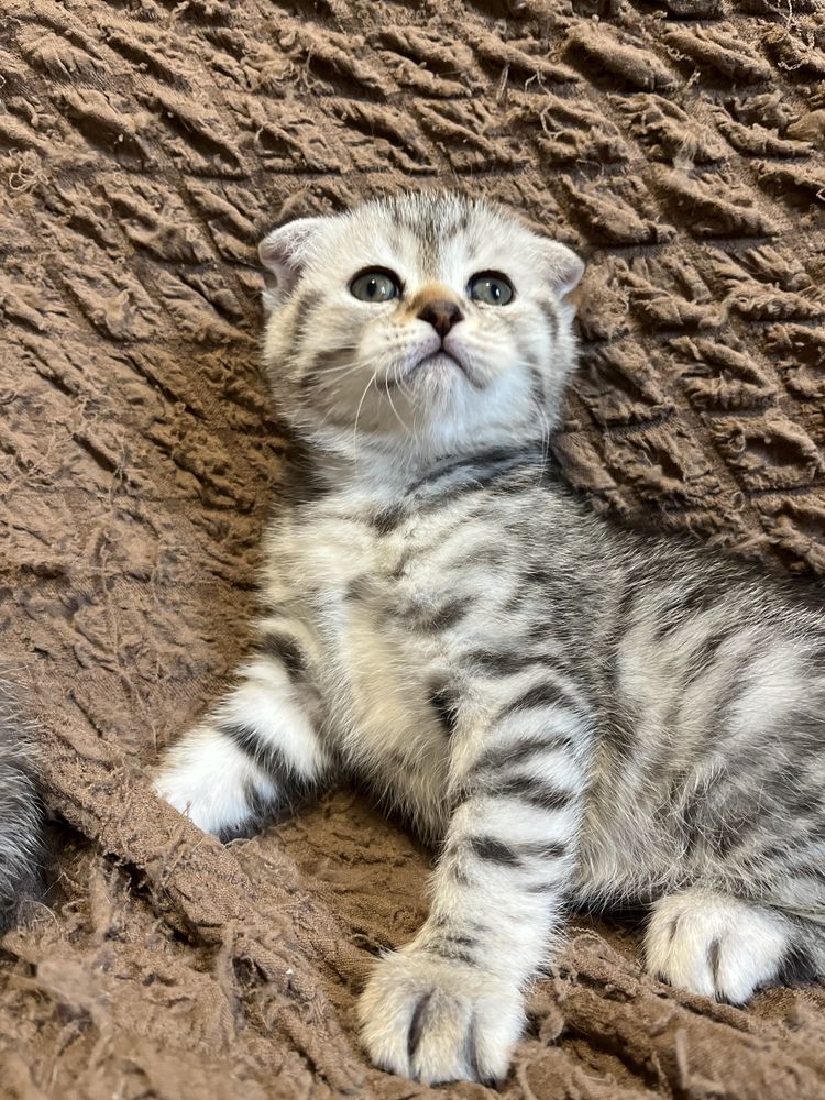 Шотландські кошенята