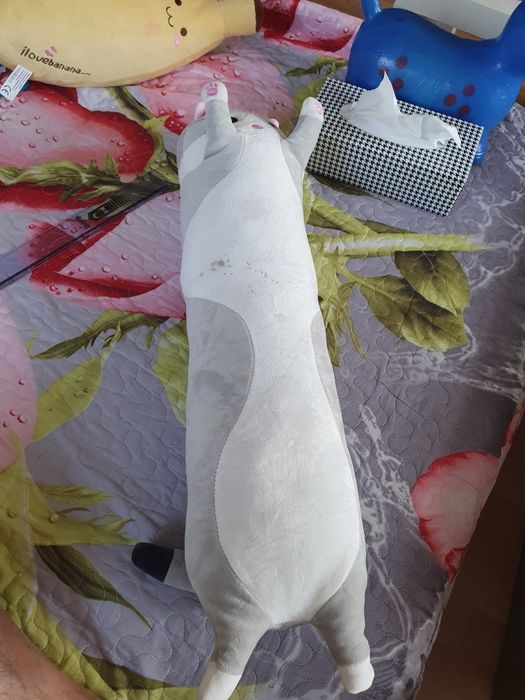 Kot pluszak  parówka parowa