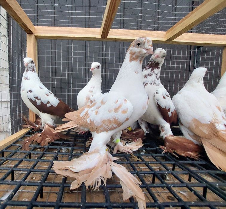 Gołębie. Widyny żółte I czerwone