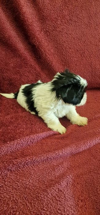 Femea Shih-Tzu LOP e Afixo
