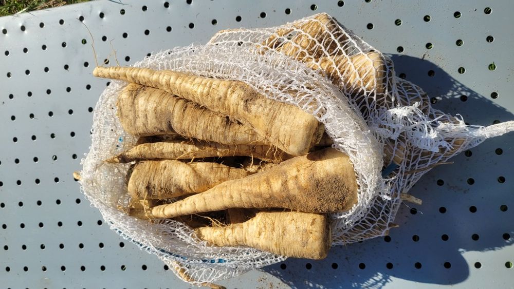 Pietruszka korzeń worek 5kg sortowana