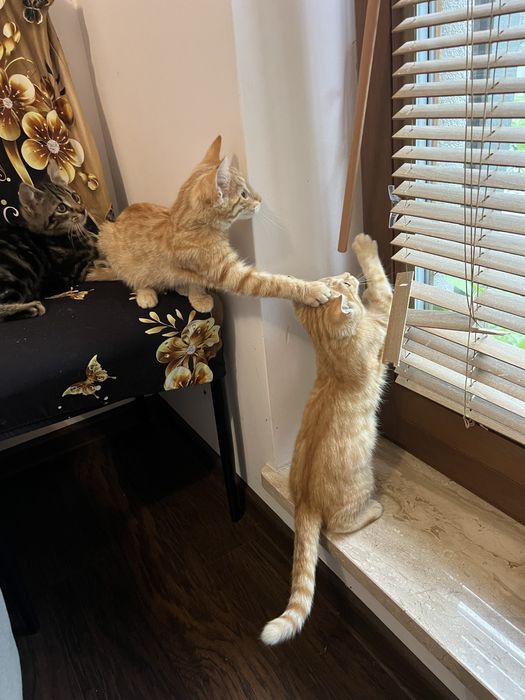 Małe kotki do adopcji