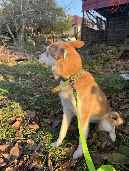 Стерилізовані дівчатка 8 місяців шукають родину!!!