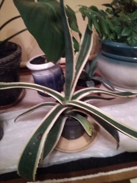 продаю агаву