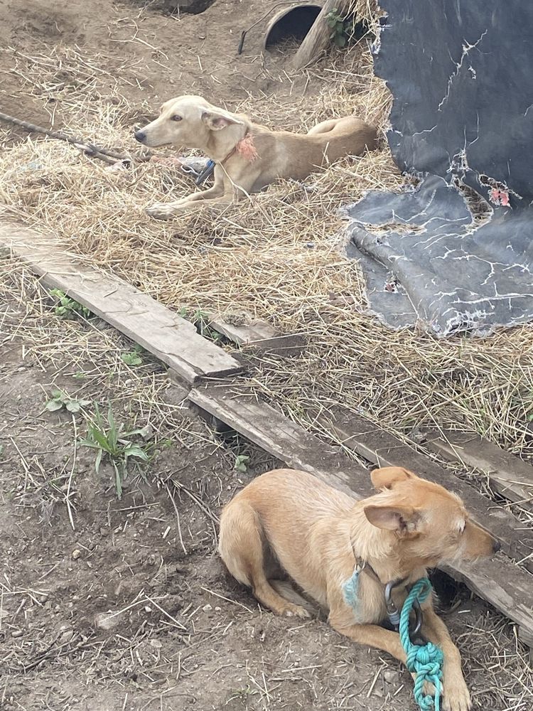 Caēs para adopção