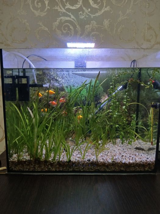 Аквариум с рыбками
