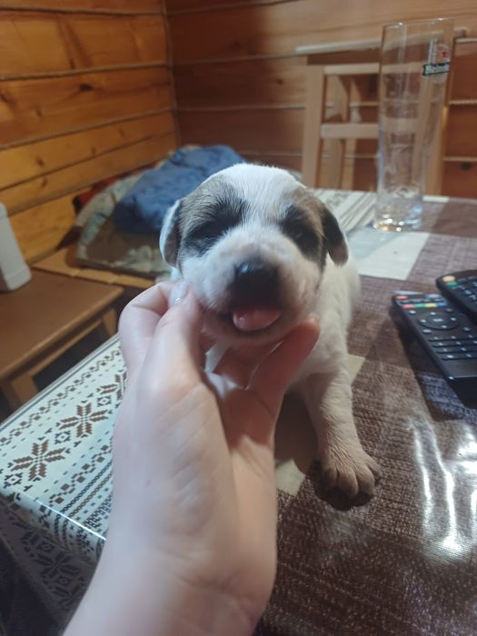 Щенята лабрадора і вівчарки в добрі руки