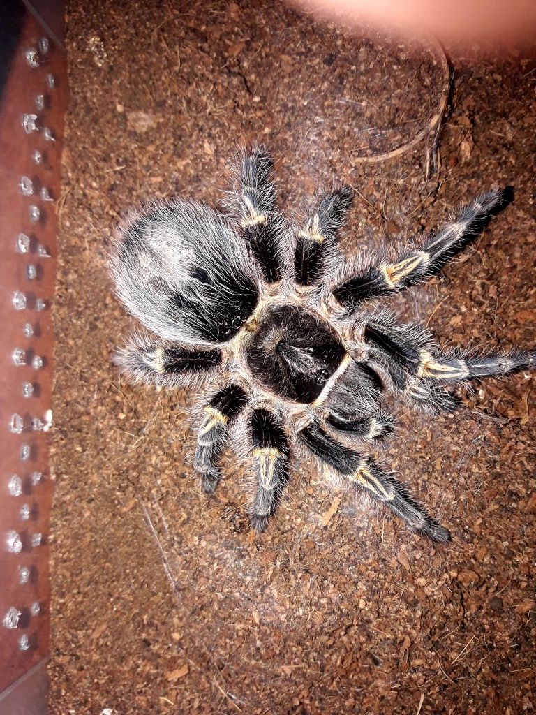 Паук птицеед Grammostola pulhripes самка