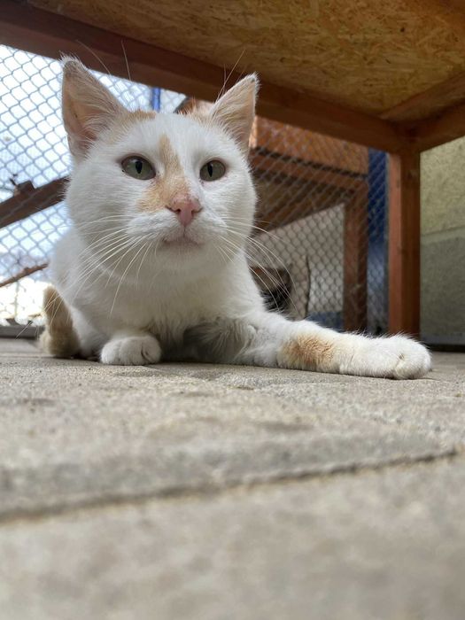 DUSZEK kocur kot adopcja rudy schronisko