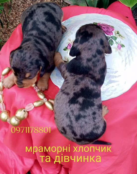 Такси це інтелігентна порода собак