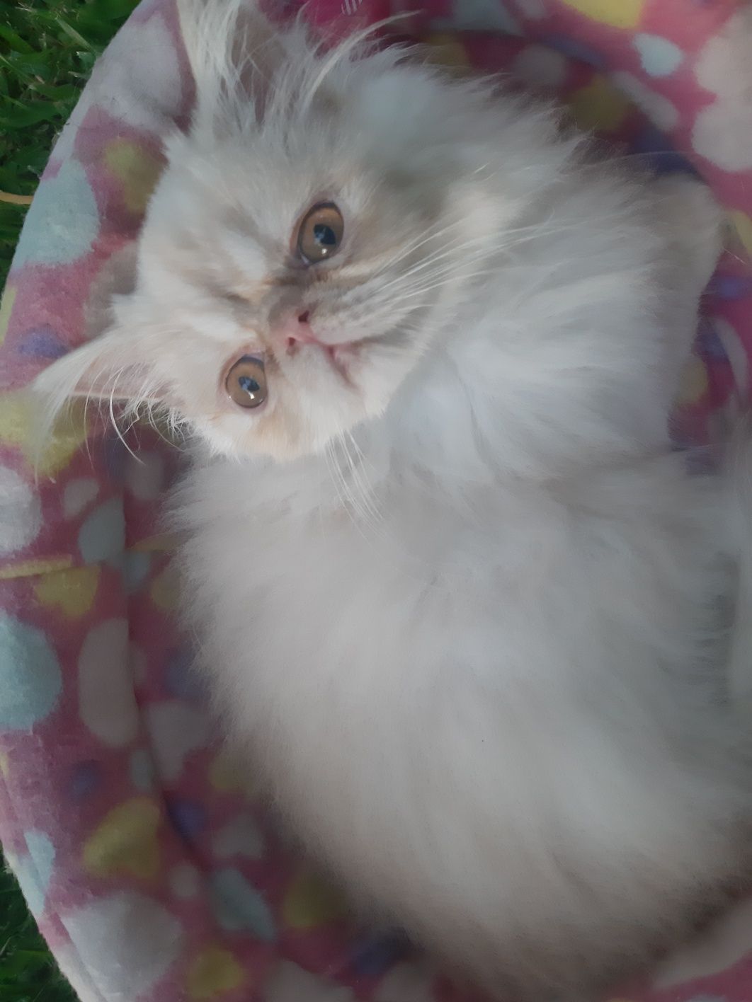 Gato persa creme