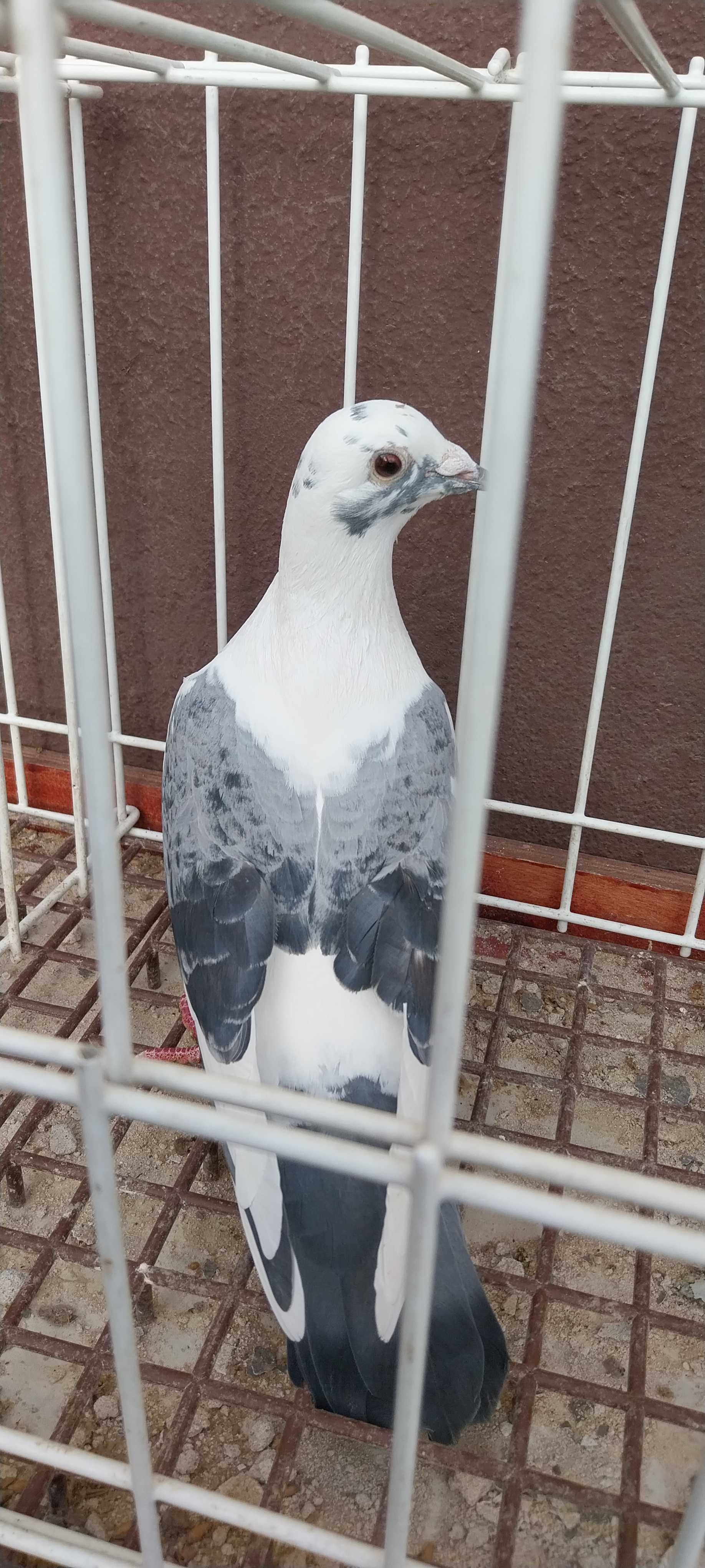 Pocztowy pocztowe samica
