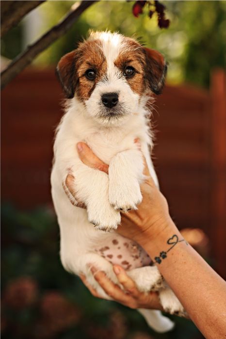 Jack Russell szorstkowłosy