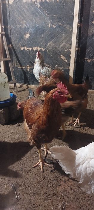 Молодые петушки Доминанта