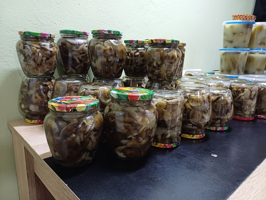 Опеньки  сезон 2025