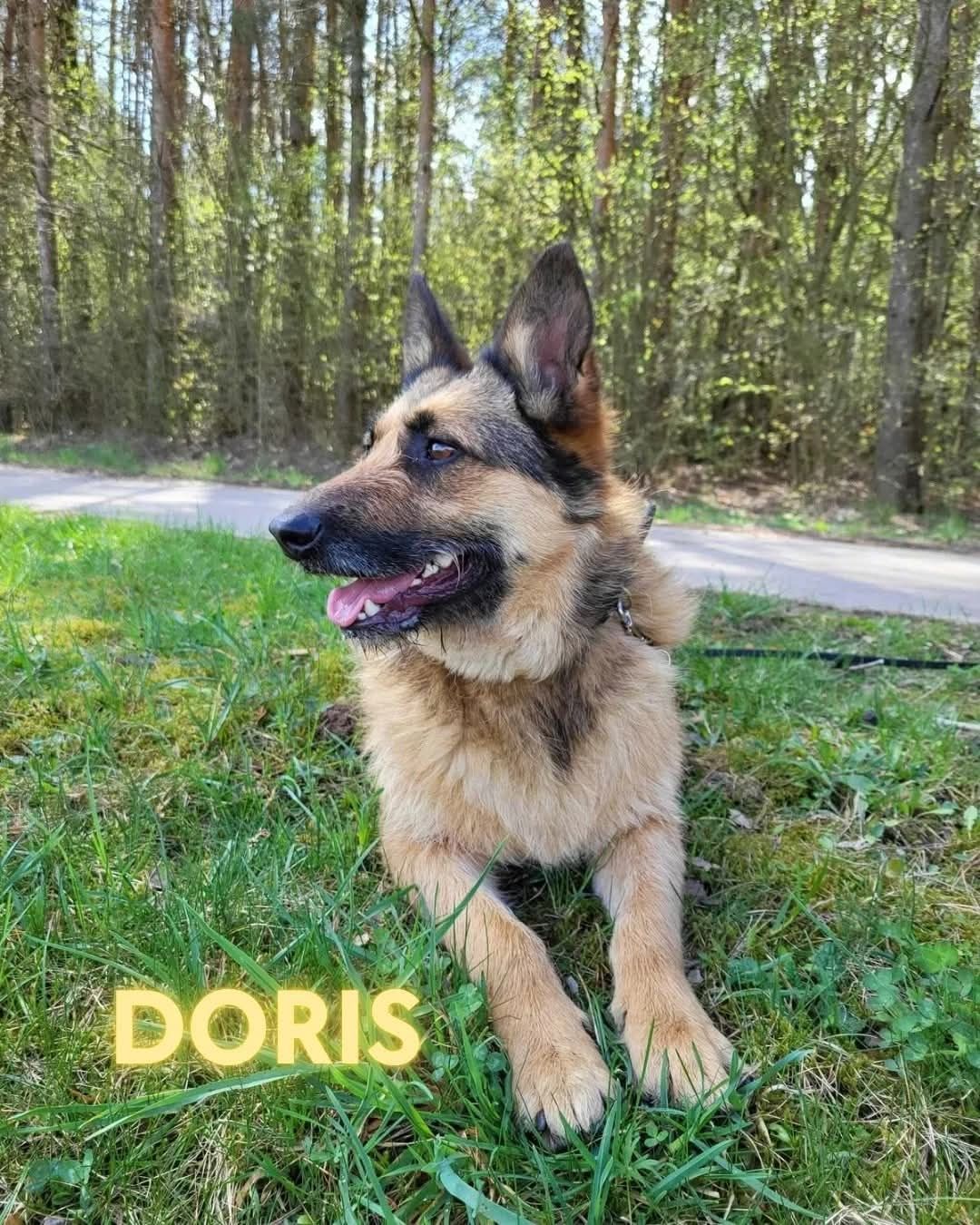 Kochająca Doris w typie owczarka szuka domu!