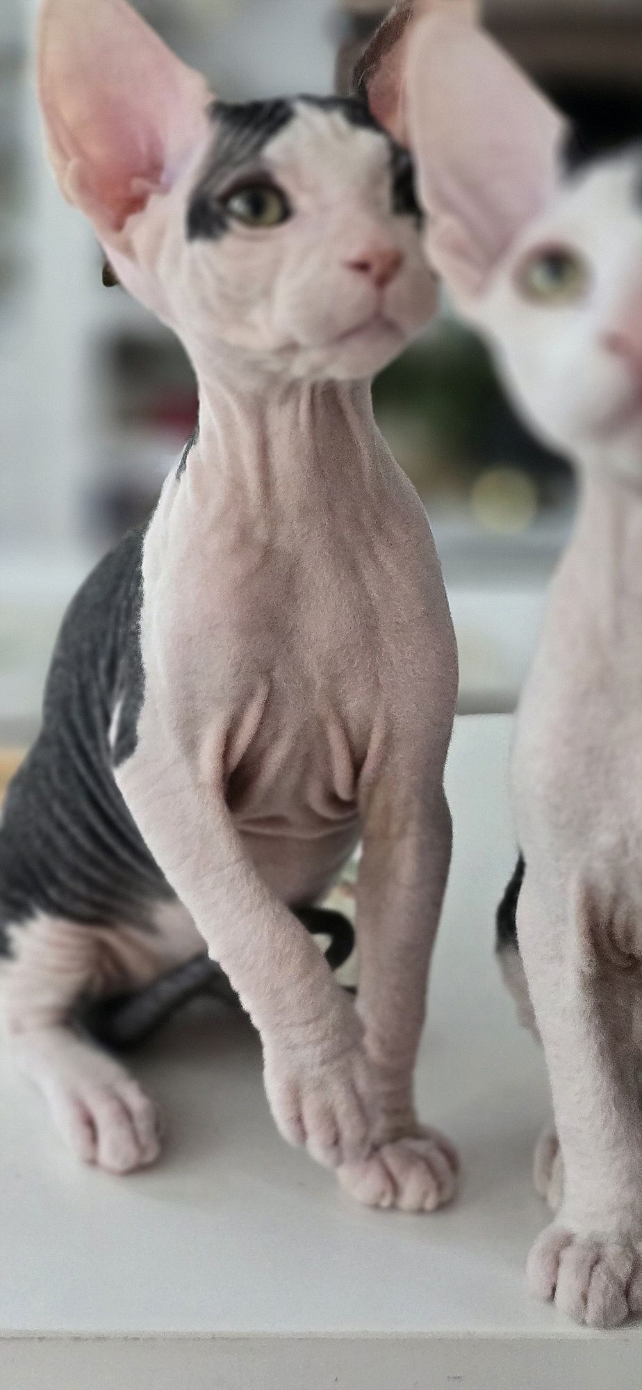 Don Sphynx kotek WCF