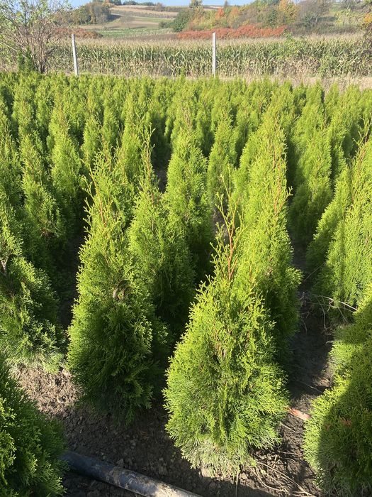 Tuja Szmaragd 110-120cm PRODUCENT*DOWOZIMY*SADZIMY(tuje,thuja,thuje)