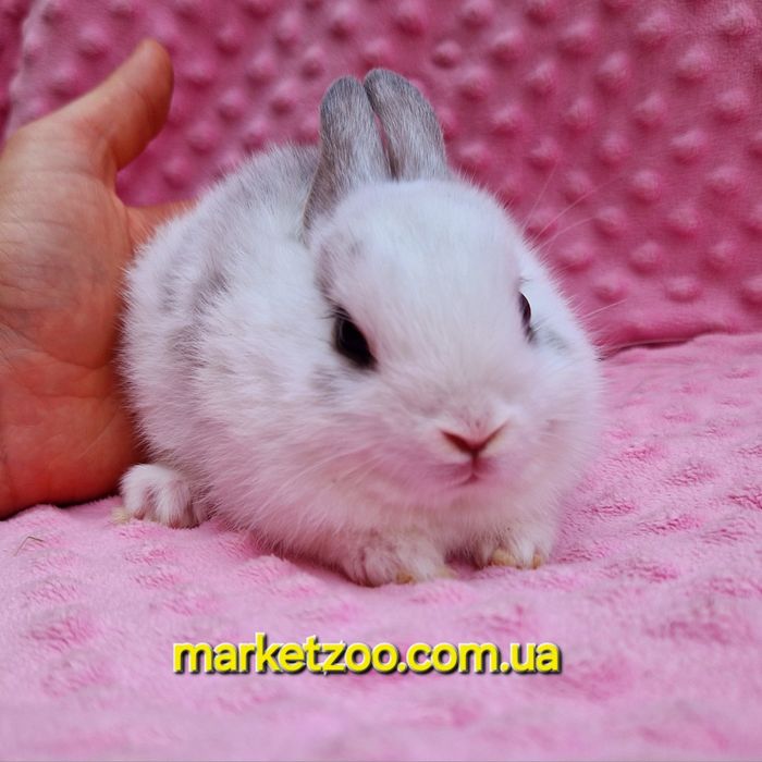 Карликовий мини кролик нидерландский мальчик бельій пятнистьій
